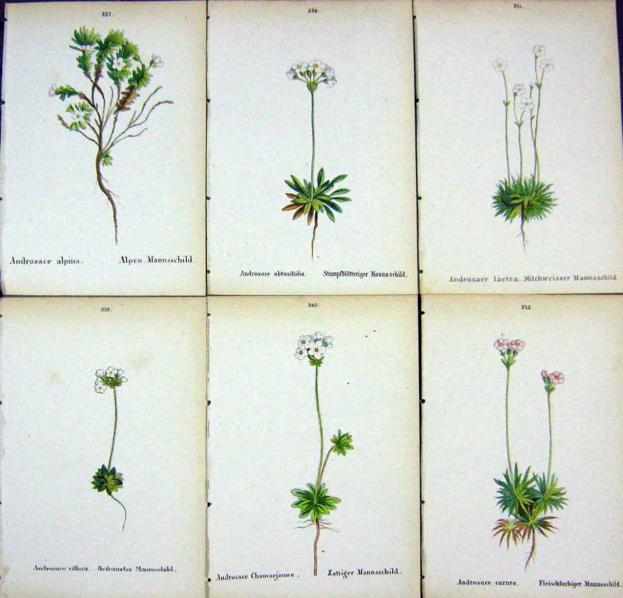 OldAlpine Plants Androsace Alpina Villosa Obtusifolia Chamaejasme