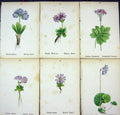 OldAlpine Plants Primula Glutinosa Allionii Floerkeana Minima Cort