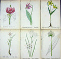 OldAlpine Plants Lilium Martagon Lloydia Serotina Denis Canis Lili