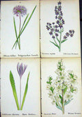 OldAlpine Plants Allium Fallax Colchicum Alpinum Veratrum Nigrum W
