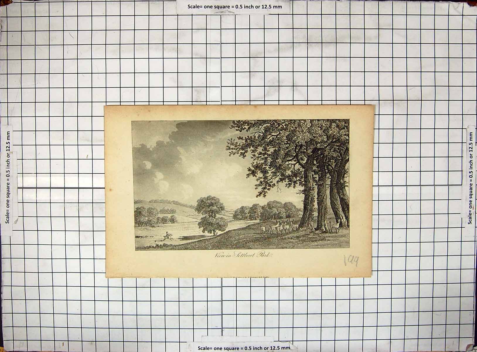 Original Old Antique Print View Littlecot Park Animals Horse Stags Trees 20th