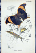 Original Old Antique Print Coerois Chorinoeus Butterflies 1896 Lloyd Kirby 19th