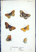 Old Butterflies 1896 Lloyd Kirby Coenonympha Polydama Tiphon Pamphilu Victorian
