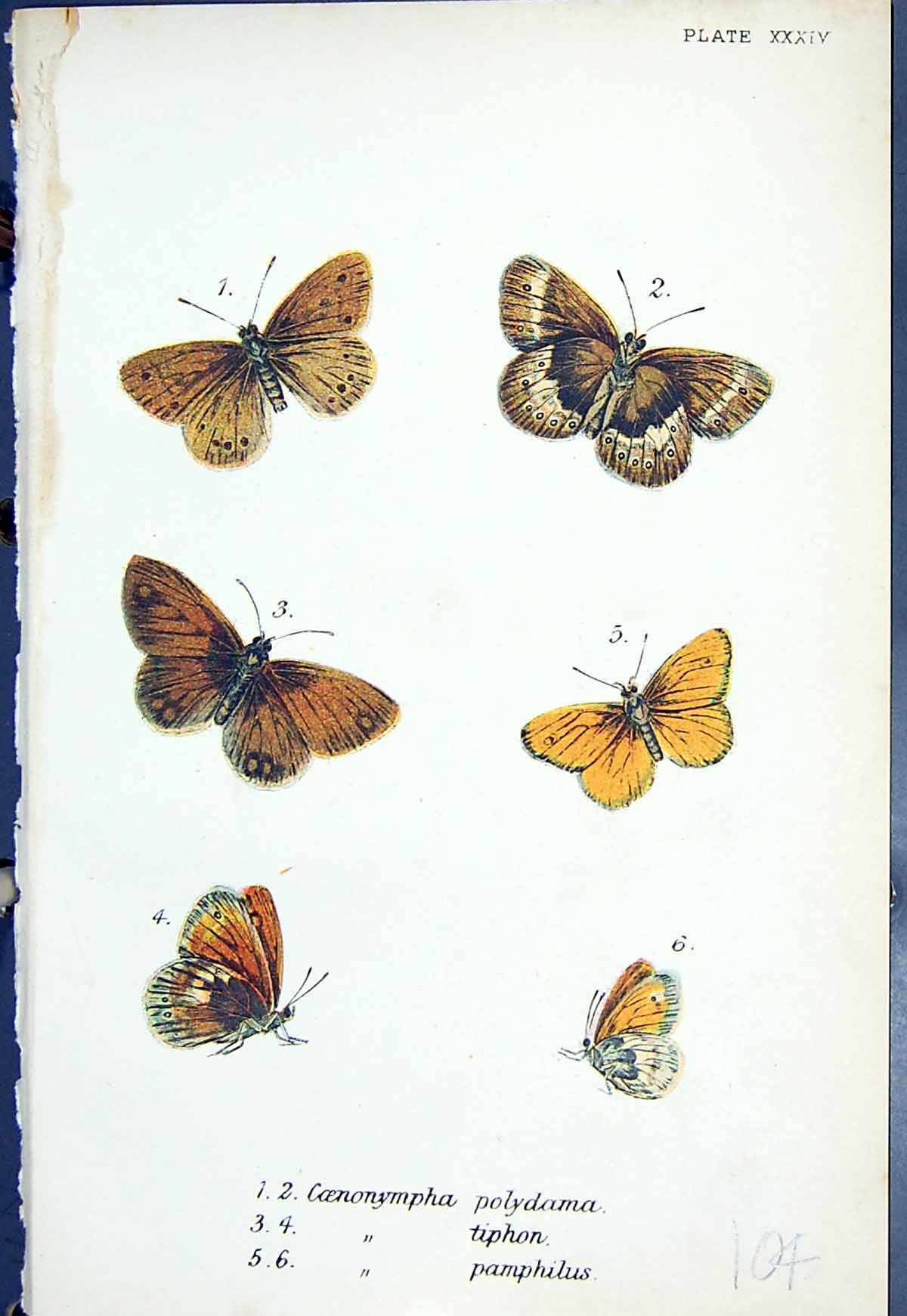 Old Butterflies 1896 Lloyd Kirby Coenonympha Polydama Tiphon Pamphilu Victorian