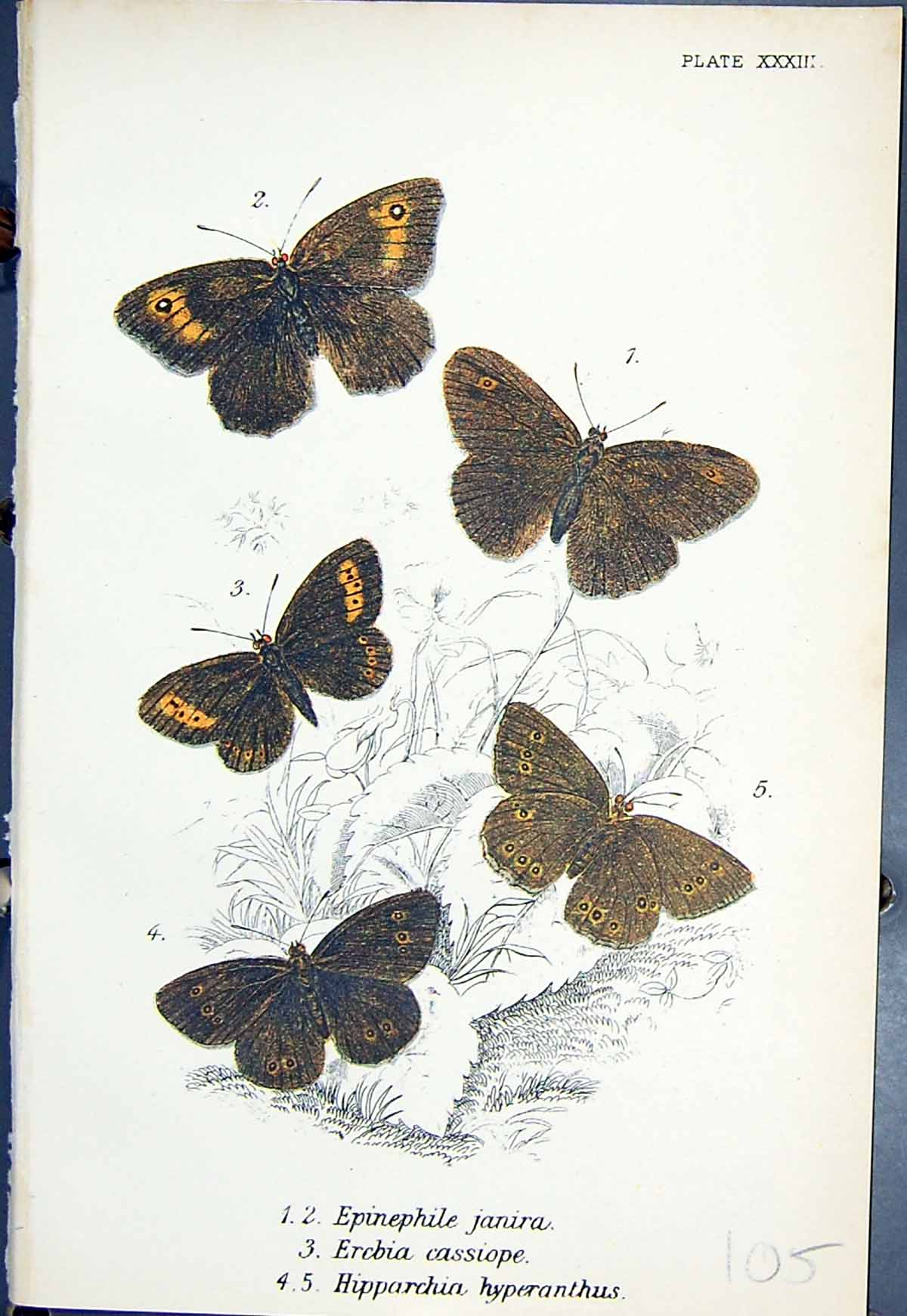 Old Epinephile Janira Erebia Cassiope Hipparchia Butterflies 1896 Llo Victorian