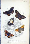 Old Print Hipparchia Semele Satyrus Megoera Butterflies 1896 Lloyd Kirby 19th