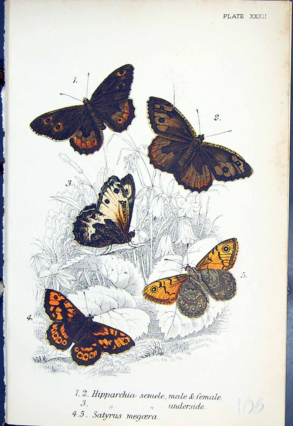 Old Print Hipparchia Semele Satyrus Megoera Butterflies 1896 Lloyd Kirby 19th