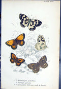 Old Melanargia Galathea Pararge Epinephile Tithonus Butterflies 1896 Victorian