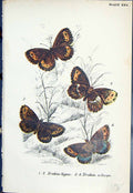 Antique Old Print Butterflies 1896 Lloyd Kirby Erebia Ligea Erobia Aethiops