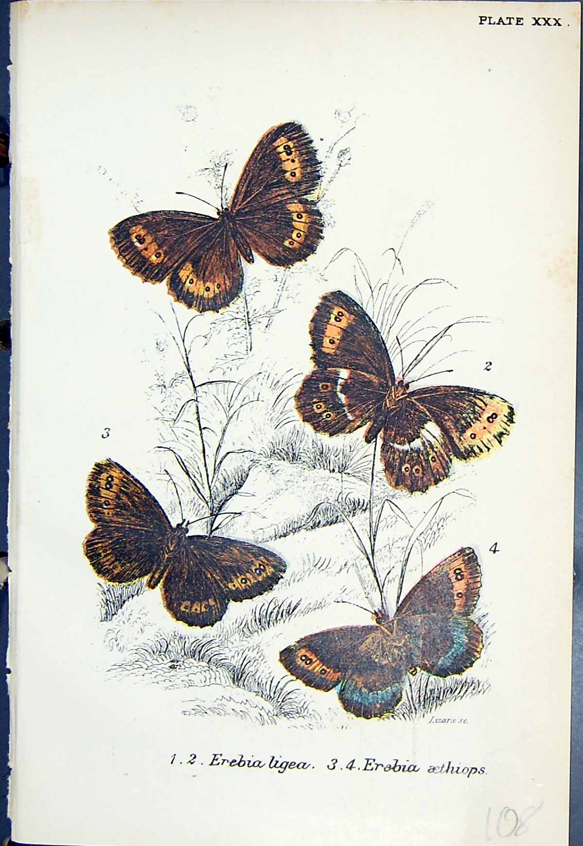 Antique Old Print Butterflies 1896 Lloyd Kirby Erebia Ligea Erobia Aethiops