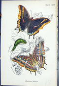 Original Old Antique Print Charaxes Jasius Colour Butterflies 1896 Lloyd Kirby