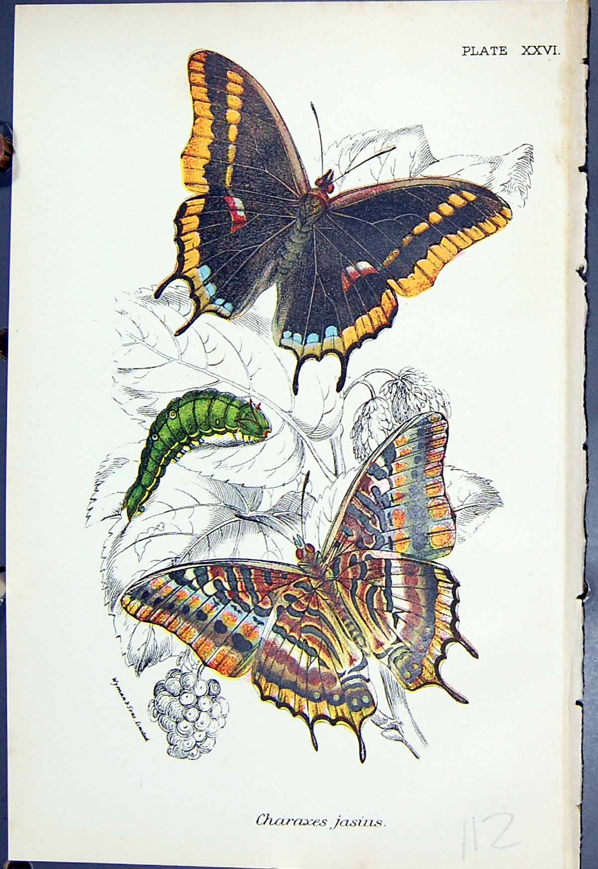 Original Old Antique Print Charaxes Jasius Colour Butterflies 1896 Lloyd Kirby