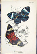 Old Print Ageronia Arethusa Amphinome Colour Butterflies 1896 Lloyd Kirby 19th