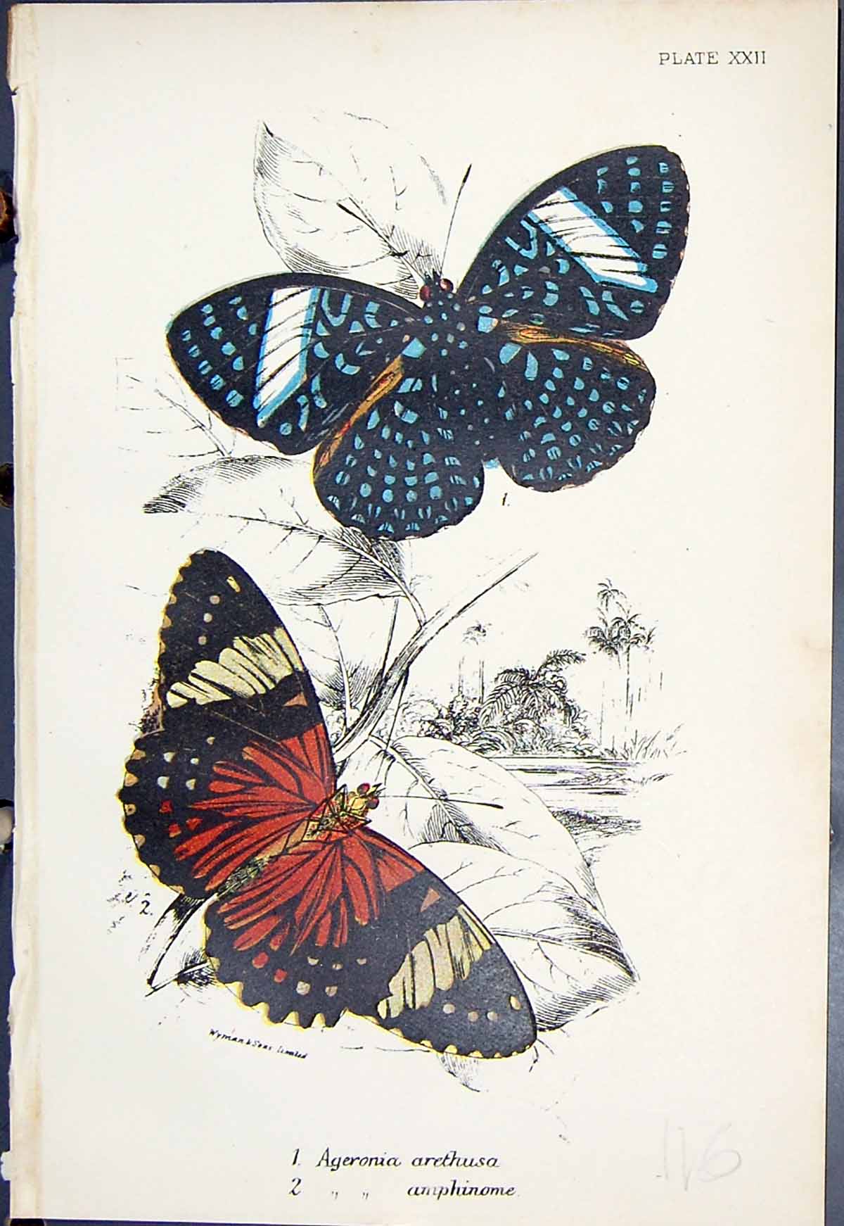 Old Print Ageronia Arethusa Amphinome Colour Butterflies 1896 Lloyd Kirby 19th