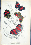 Old Catagramma Astarte Hoematera Pyramus Butterflies 1896 Lloyd Kirby Victorian