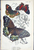 Old Cynthia Juliana Anartia Amalthea Junonia Orthosia Butterflies 189 Victorian