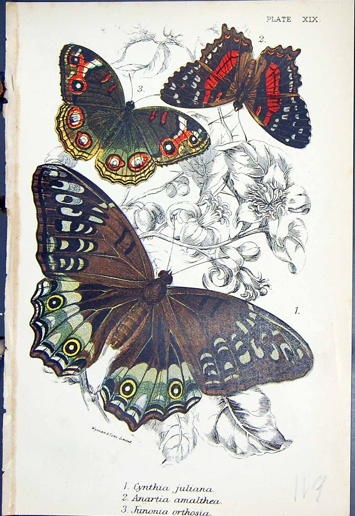 Old Cynthia Juliana Anartia Amalthea Junonia Orthosia Butterflies 189 Victorian
