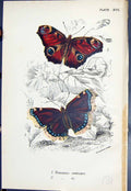 Original Old Antique Print Vanessa Antiopa Colour Butterflies 1896 Lloyd Kirby