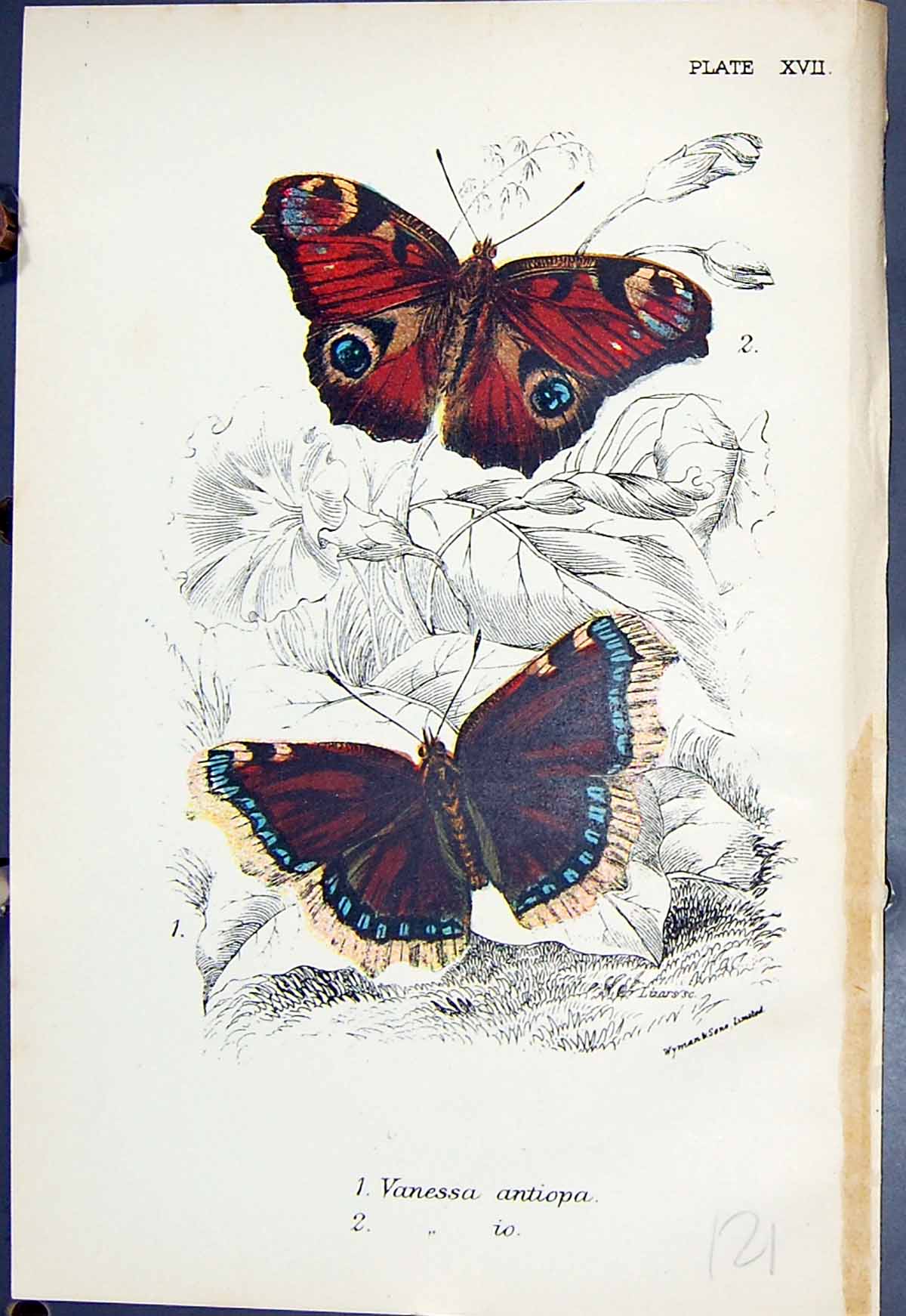 Original Old Antique Print Vanessa Antiopa Colour Butterflies 1896 Lloyd Kirby