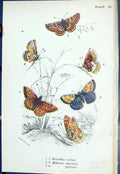 Old Brenthis Selene Melitoea Aurinia Pyronia Butterflies 1896 Lloyd K Victorian