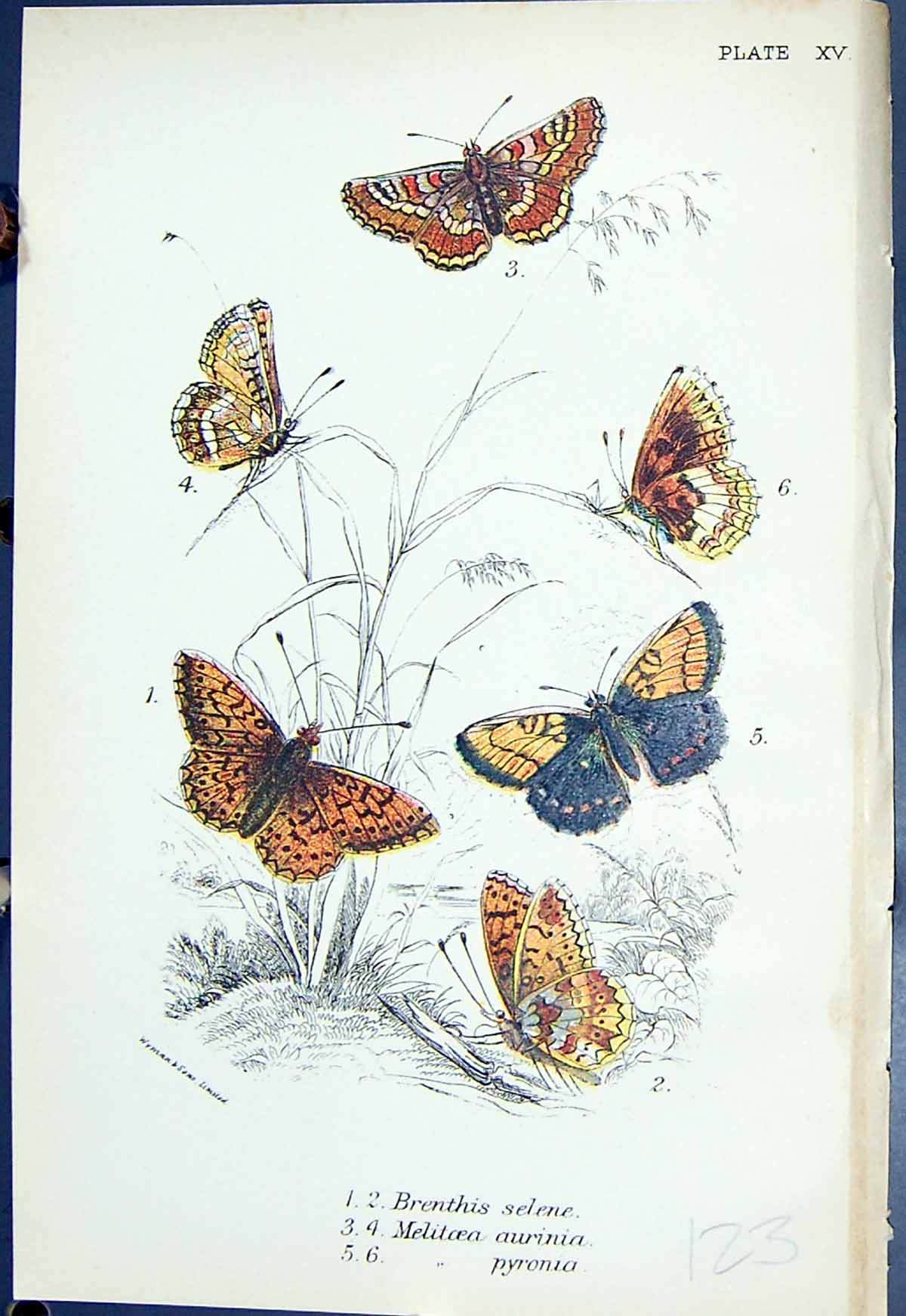 Old Brenthis Selene Melitoea Aurinia Pyronia Butterflies 1896 Lloyd K Victorian