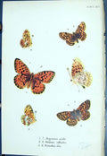 Old Argynnis Niobe Melitaea Athalia Brenthis Dia Butterflies 1896 Llo Victorian