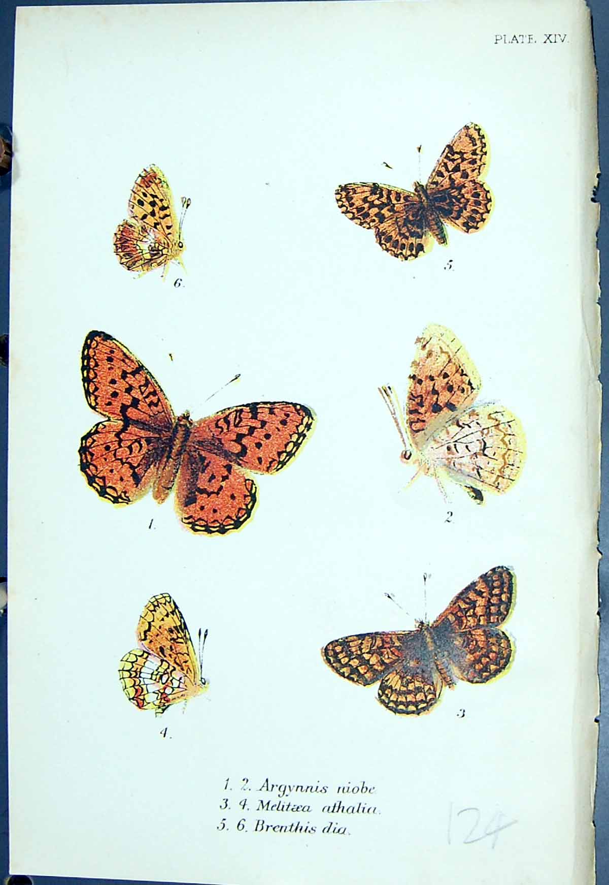 Old Argynnis Niobe Melitaea Athalia Brenthis Dia Butterflies 1896 Llo Victorian