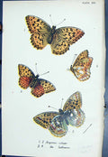 Antique Print Argynnis Adippe Lathorna Colour Butterflies 1896 Lloyd Kirby 19th