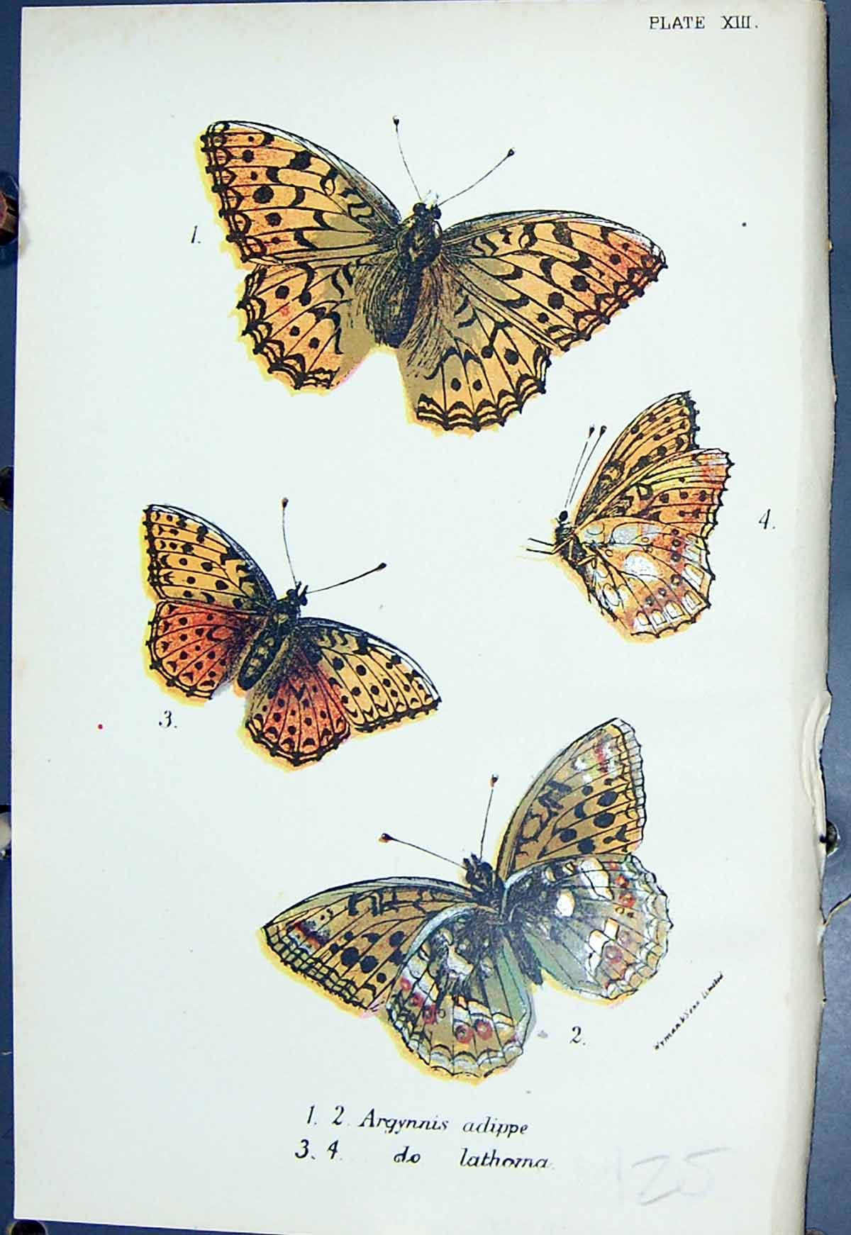 Antique Print Argynnis Adippe Lathorna Colour Butterflies 1896 Lloyd Kirby 19th