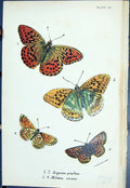 Antique Print Argynnis Paphia Melitoea Cinxia Butterflies 1896 Lloyd Kirby 19th