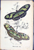 Original Old Antique Print Metamorpha Dide Colour Butterflies 1896 Lloyd Kirby