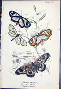 Old Ithomia Diaphana Flora Gnesia Medea Butterflies 1896 Lloyd Kirby Victorian