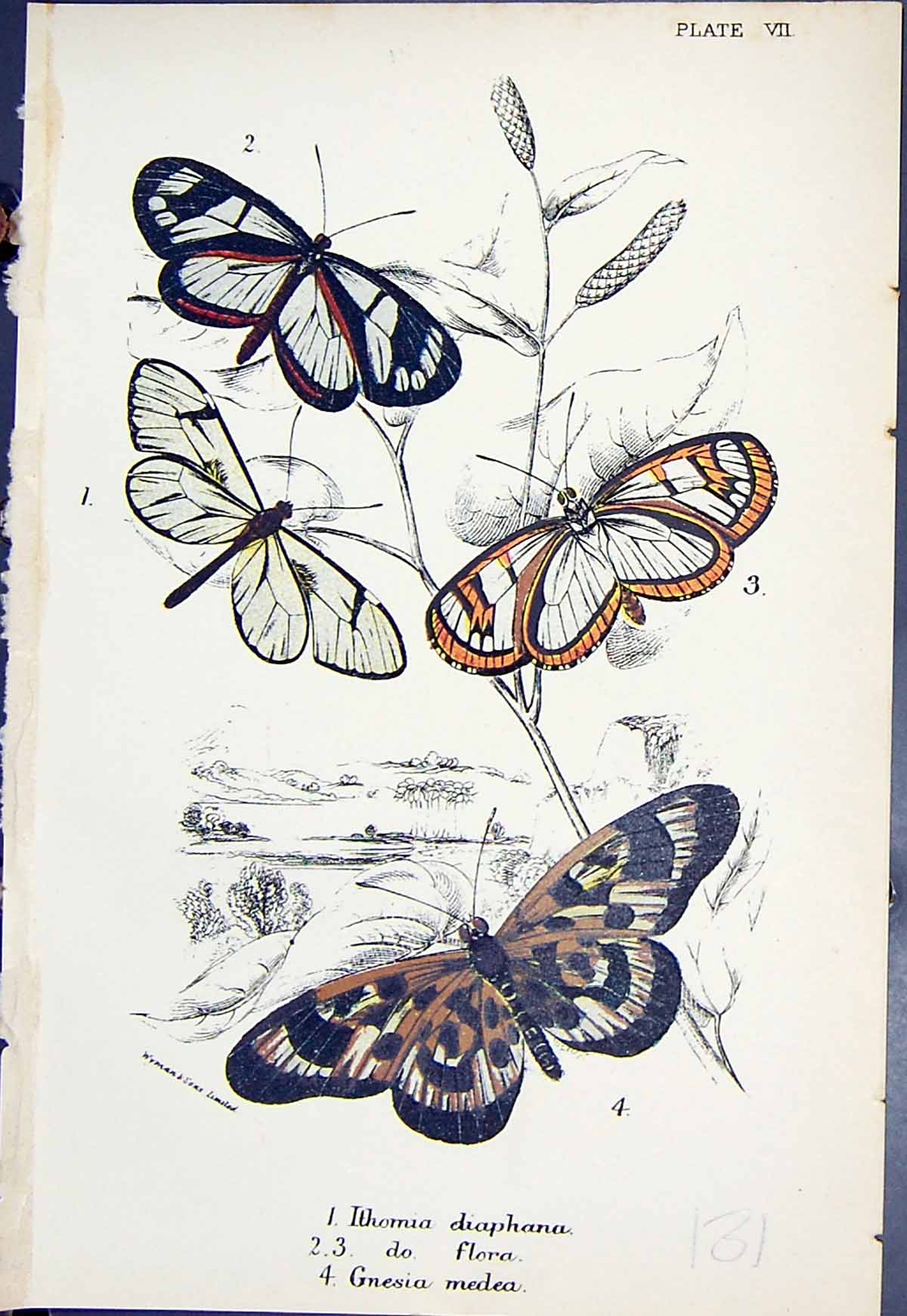 Old Ithomia Diaphana Flora Gnesia Medea Butterflies 1896 Lloyd Kirby Victorian