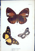 Old Nebroda Lobengula Hirdapa Rezia Tellerva Butterflies 1896 Lloyd K Victorian