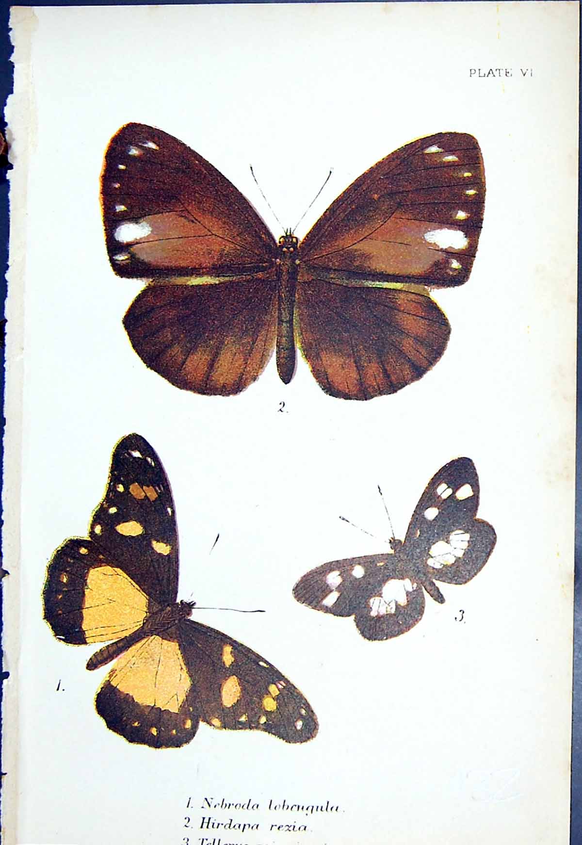 Old Nebroda Lobengula Hirdapa Rezia Tellerva Butterflies 1896 Lloyd K Victorian