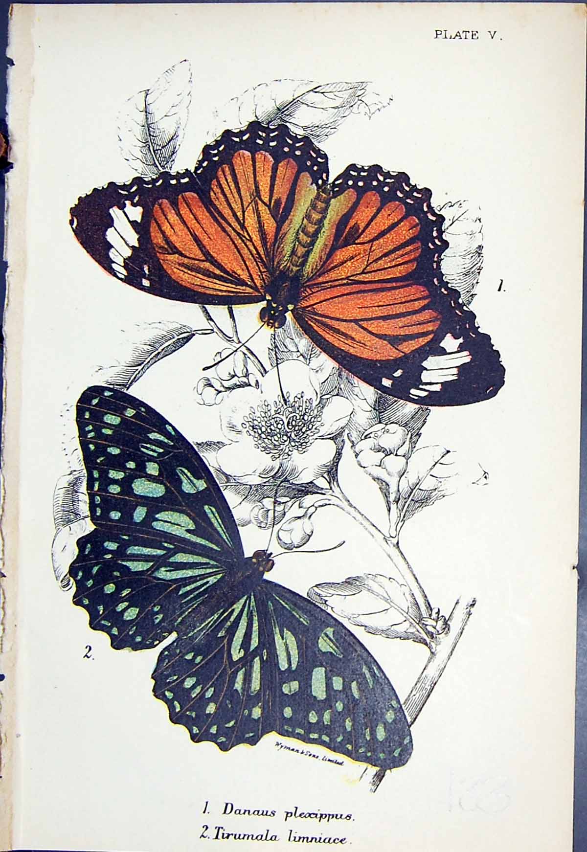 Old Print Danaus Plexippus Tirumala Limniace Butterflies 1896 Lloyd Kirby 19th