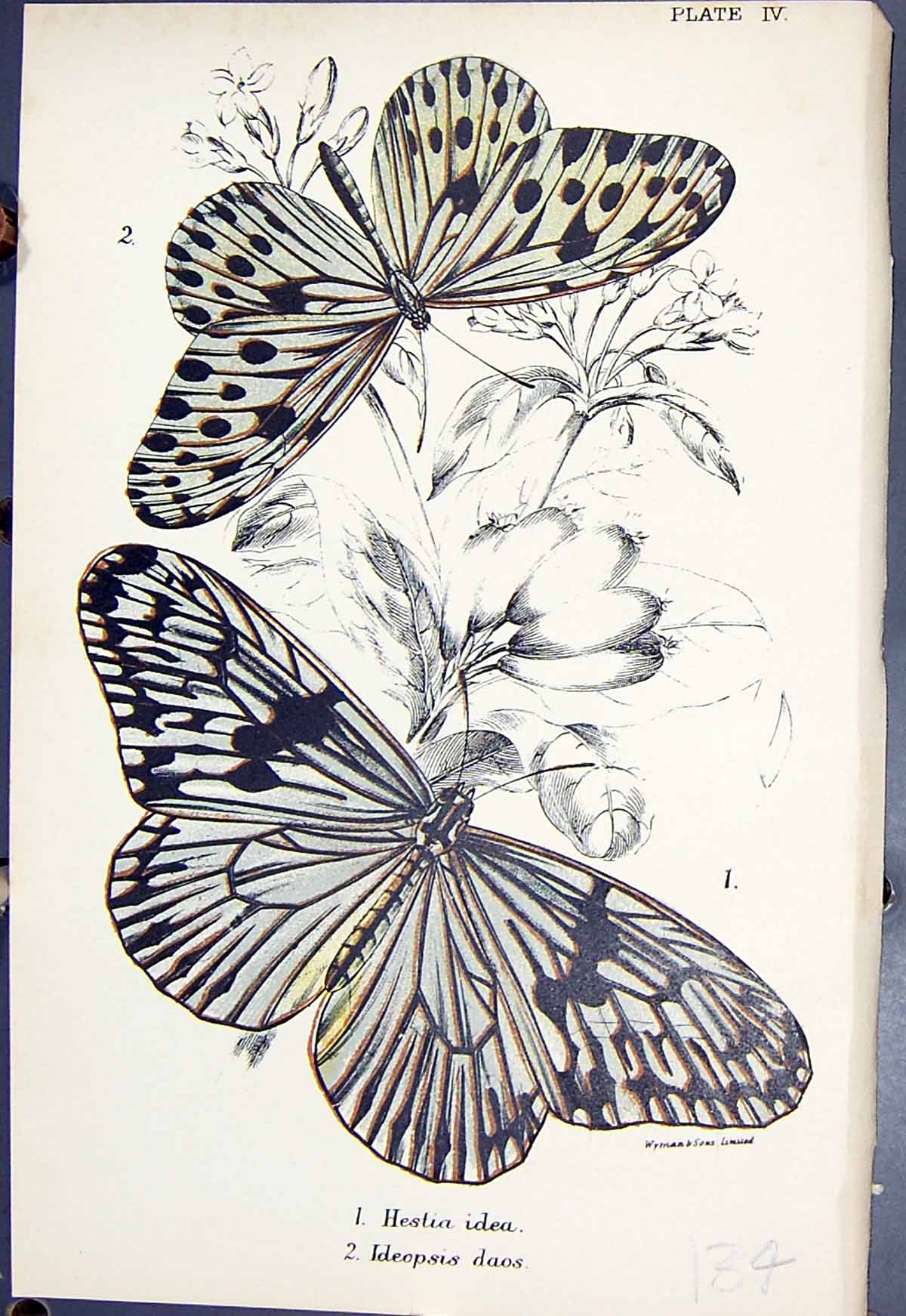 Old Antique Print Hestia Idea Ideopsis Daos Butterflies 1896 Lloyd Kirby 19th