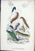 Antique Old Print Larvae British Butterflies 1896 Lloyd Kirby Insects Colour