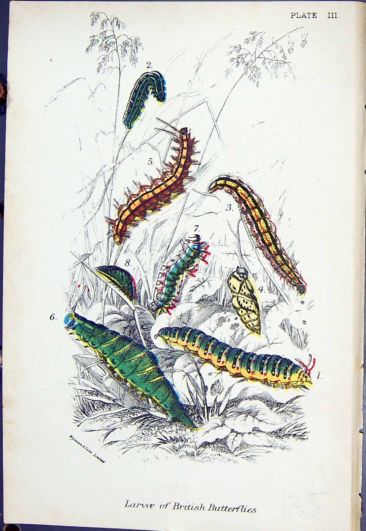 Antique Old Print Larvae British Butterflies 1896 Lloyd Kirby Insects Colour