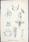 Antique Old Print Pupae Details Larvae Insects Butterflies 1896 Lloyd Kirby
