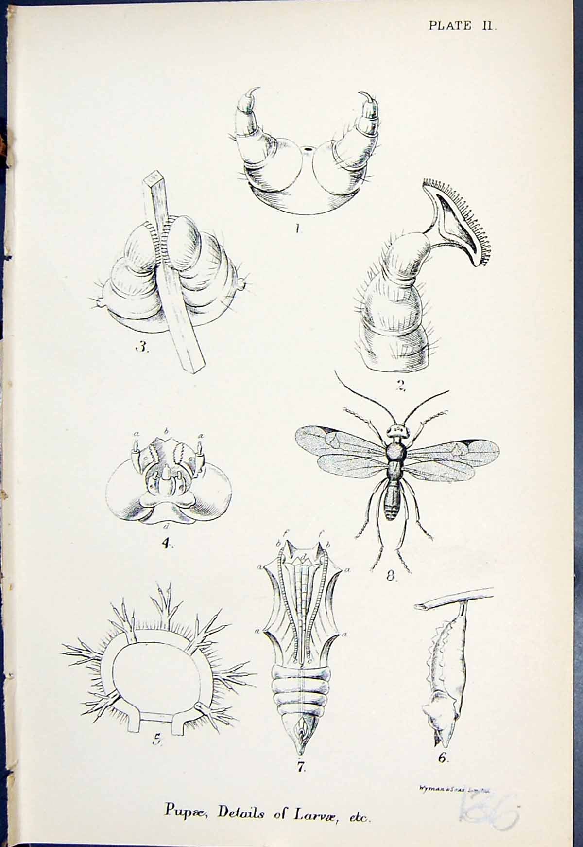 Antique Old Print Pupae Details Larvae Insects Butterflies 1896 Lloyd Kirby