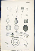 Original Old Antique Print Butterflies 1896 Lloyd Kirby Scales Eggs Probosces