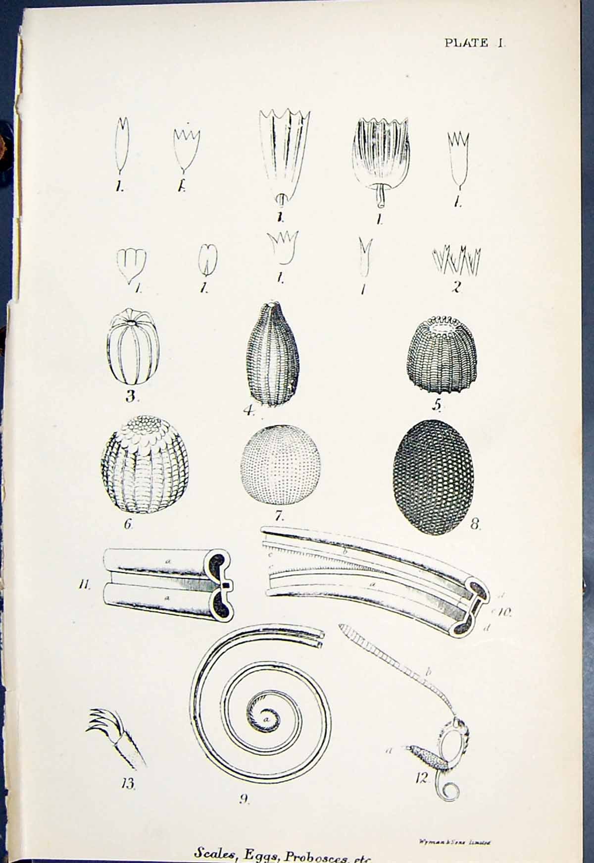 Original Old Antique Print Butterflies 1896 Lloyd Kirby Scales Eggs Probosces