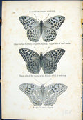 Old Silver-Washed Fritillary Paphia Female Butterflies 1896 Lloyd Kir Victorian