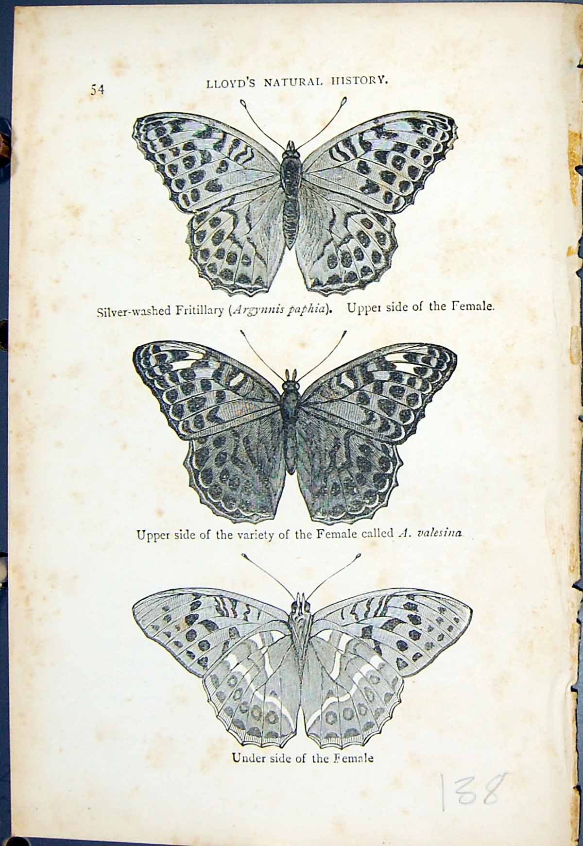 Old Silver-Washed Fritillary Paphia Female Butterflies 1896 Lloyd Kir Victorian
