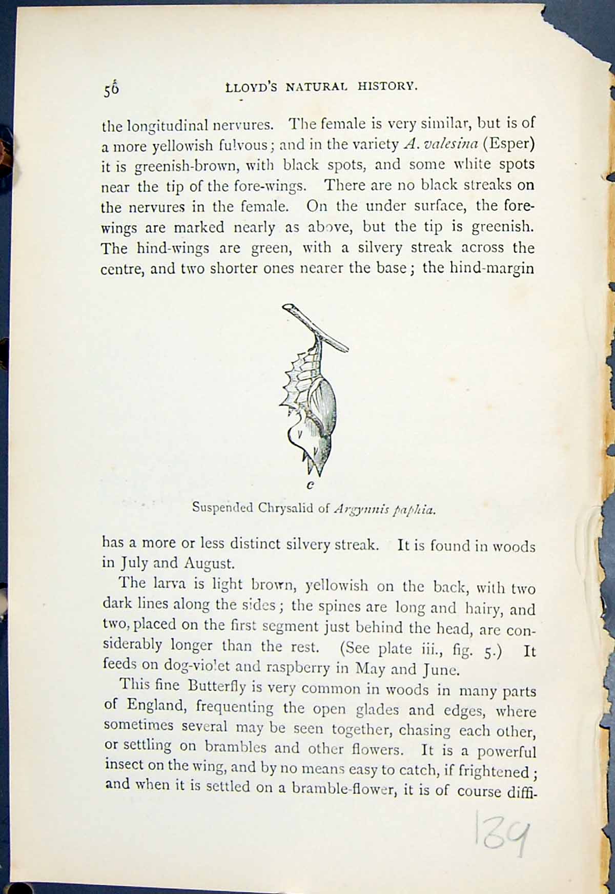 Old Suspended Chrysalid Argynnis Paphia Butterflies 1896 Lloyd Kirby Victorian