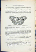 Old Print Underside Variety Female Charlotta Butterflies 1896 Lloyd Kirby 19th