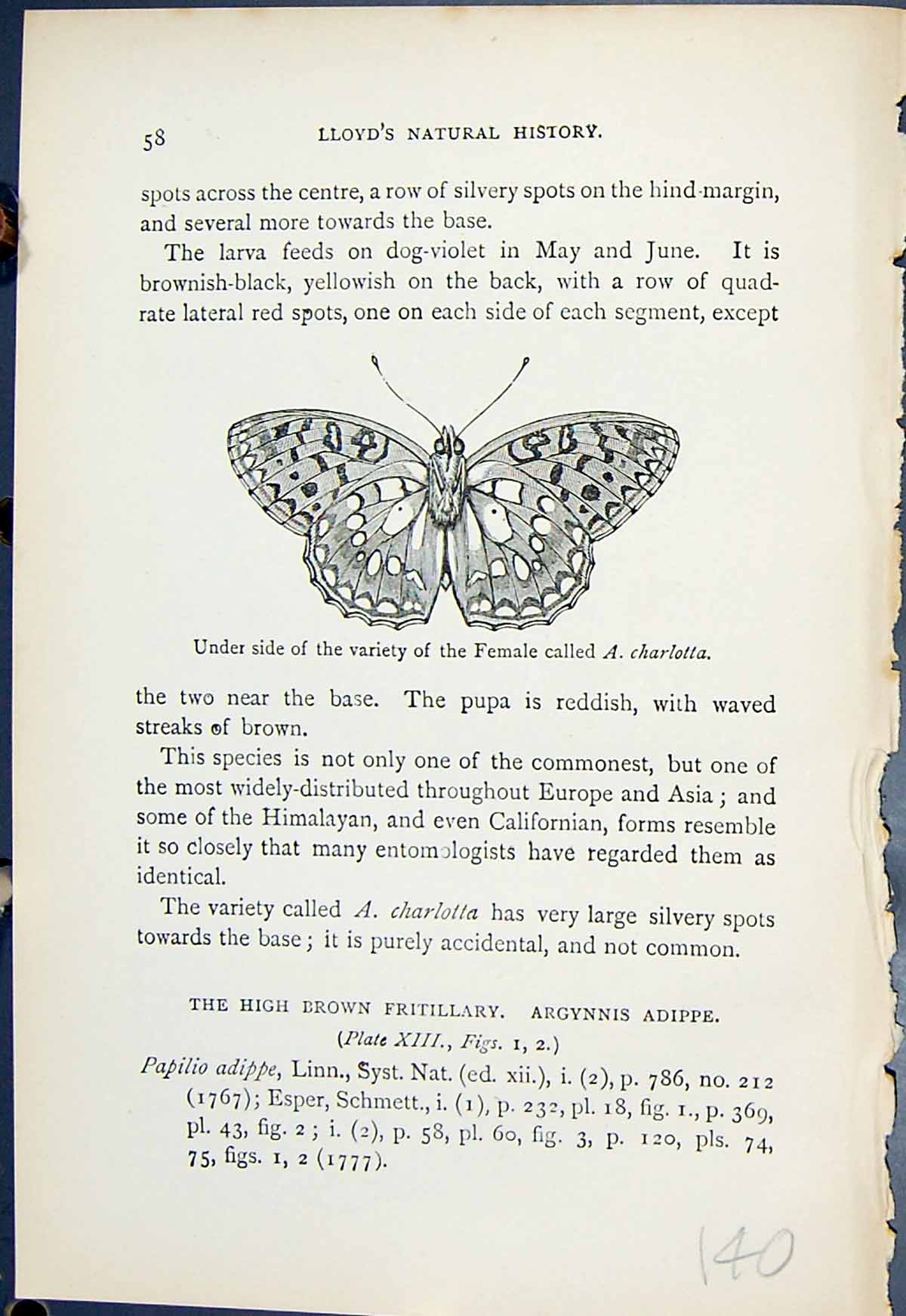 Old Print Underside Variety Female Charlotta Butterflies 1896 Lloyd Kirby 19th