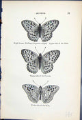 Old High Brown Fratillary Adippe Female Male Butterflies 1896 Lloyd K Victorian