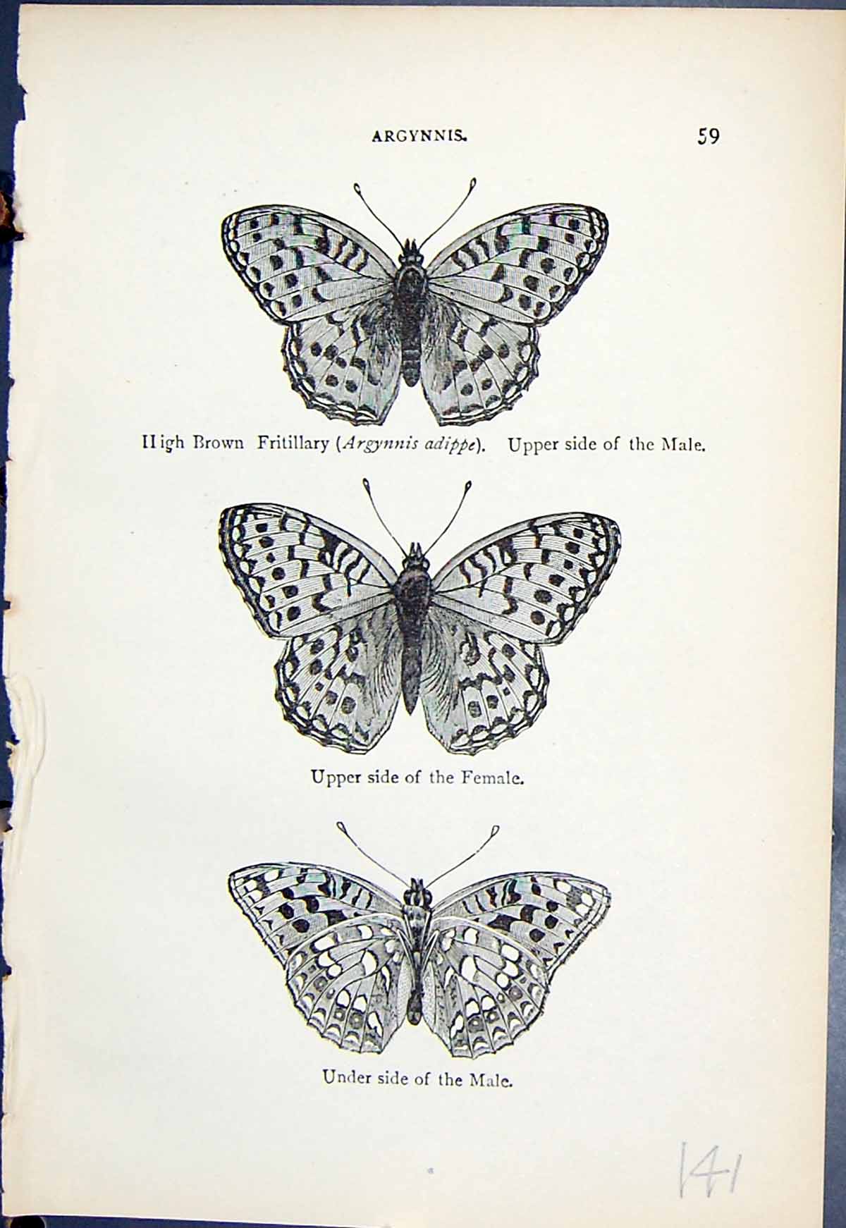 Old High Brown Fratillary Adippe Female Male Butterflies 1896 Lloyd K Victorian